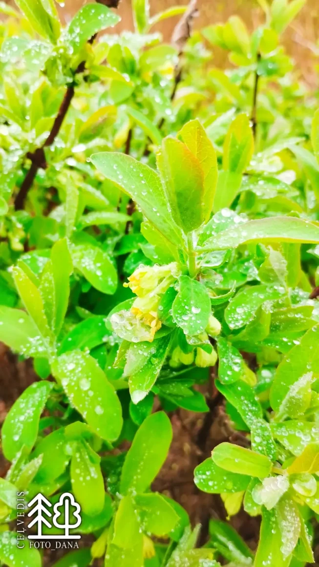 Lonicera edulis   'Kolokoļčik'